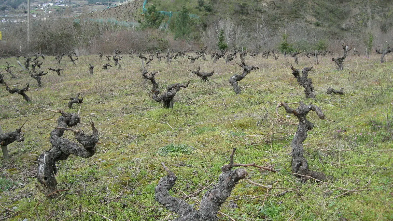 Viñedo en ladera de la parcela Chaira, Bodegas Sampayolo, Valdeorras