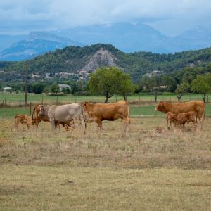 carne bovina maridar carnes