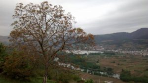 Comarca de Valdeorras viticultura valdeorras