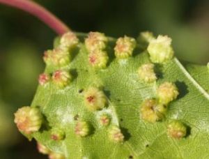 Cepa con filoxera viticultura valdeorras