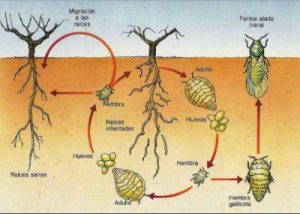 Ciclo de la filoxera viticultura valdeorras